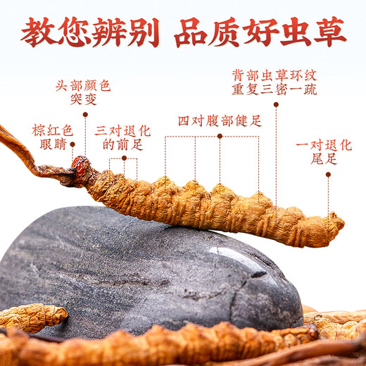 Tongfu cordyceps Sinensis 2 корни/G 1G упаковка. Первый период новых Cordyceps Sinensis Высококачественные сухие товары без перерыва.
