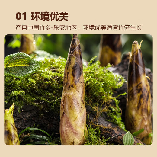 Beijing Fresh Raw Shanxi Glutinous Rice Bamboo Shoots 300g Tender Bamboo Shoot Tips Shredded Bamboo Shoot Tips Dried Bamboo Shoots Soup Various Packaging Random Delivery