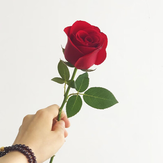 Come to Yike Flower Express Company to buy flowers for events and deliver single roses (minimum of 10 pieces) in the same city across the country. Single roses (minimum of 10 pieces for delivery)