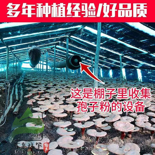 Ganoderma spore oil soft capsules authentic Changbai Mountain Ganoderma spore oil Ganoderma spore powder extracted high Ganoderma triterpenes Ganoderma spore oil 2 bottles