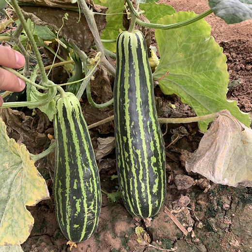 Zhongke Maohua vegetable and fruit seeds Bomei No. 9 melon seeds Huayang Boyang series Bomei 91 melon seeds 94 super sweet Bomei 94 melon seeds 2000 capsules