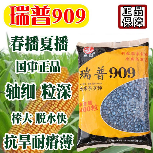 Nuevas semillas de maíz Rip 909 aprobadas a nivel nacional, alto rendimiento, 4400 granos, 6000 granos, palos grandes enanos, resistente a enfermedades/antioxidante, nueva semilla Rip 909-6000 granos/bolsa-5 bolsas