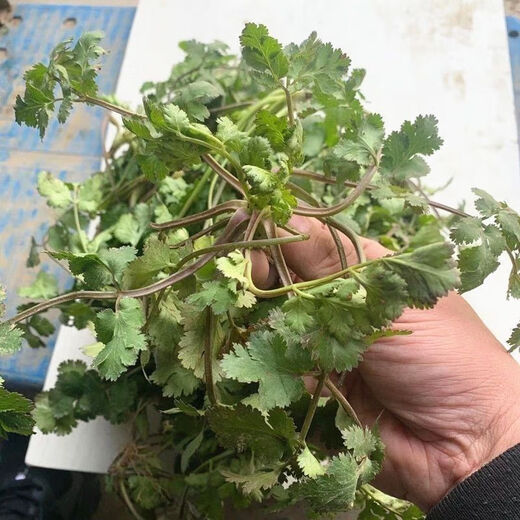 Old varieties of purple-rooted coriander, short-stemmed coriander, small-leaf, strong-flavor coriander seeds, four-season vegetables, purple-rooted, low-stem coriander, new species this year, original quality products, buy 3+2, get 5 packs, ++ products