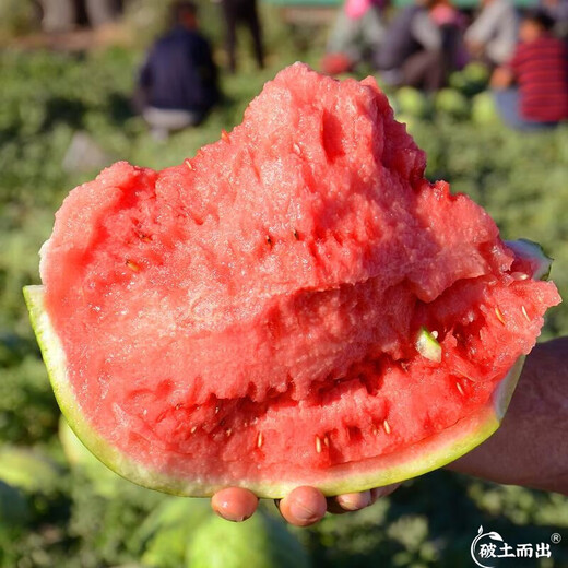 Dayu 8424 watermelon seeds are suitable for southern rock sugar unicorn melon seeds, early-maturing and thin-skinned 8424 watermelon seedlings with soil seedlings and 5 seedlings