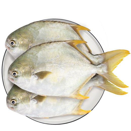 Selling Fish Qilang Domestic frozen golden pomfret 3 pieces net weight 2.7Jin Jin is equal to 0.5kg, extra large marine fish, fresh fish, seafood and aquatic products
