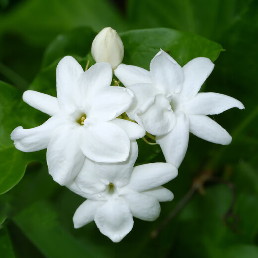 Manlife imported flower soil nutrient soil 20L (2 packs of random flower seeds) flower soil organic soil flower pot planting pot matrix soil fertilizer