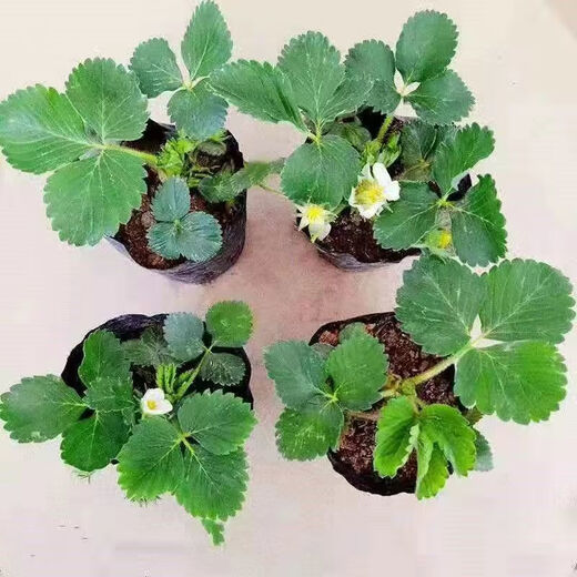 Strawberry seedlings shipped from original soil, flowering and big fruit, cream strawberry seedlings for four seasons, wholesale of current year fruit plug seedlings, 6 Suizhu strawberries, shipped from original soil + fertilizer