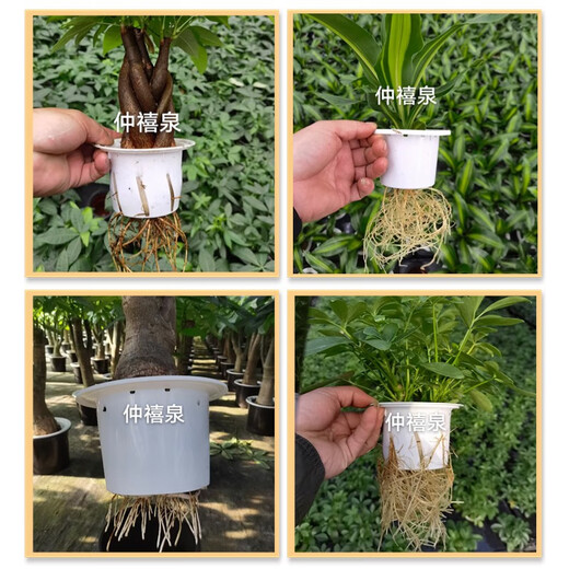 Zhongxiquan Breathable Rooting Powder Vegetables and Flowers Field Fruit Trees and Fruits Transplanting Seedlings Rapid Rooting Agent Powerful Rooting Liquid 500g*3 Bags