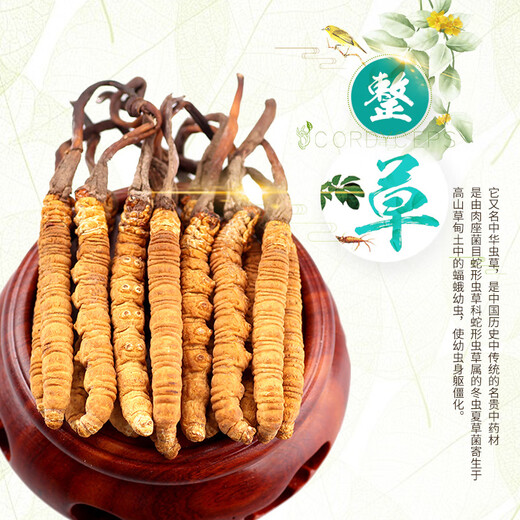 雄风道藏区雪域冬虫夏草 （规格2-3根/克）正宗虫草无断草礼盒装十根起