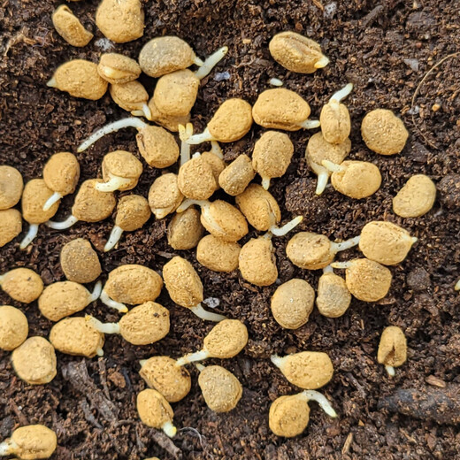 Changbai Mountain ginseng seed planting potted Korean ginseng, wild ginseng, American ginseng, and ginseng seedlings, potted red ginseng seeds 1g 100 germination seeds