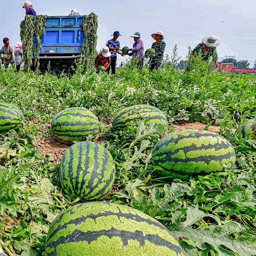 Dayu Lazy Man Watermelon Seed Seedlings Extra Large Suitable for Early Maturing Lazy People in the South 8424 Kirin Melon Meidu Seedless Fruits and Vegetables Lazy Man Watermelon Seeds About 50 Particles 2 Bags Free of Marking