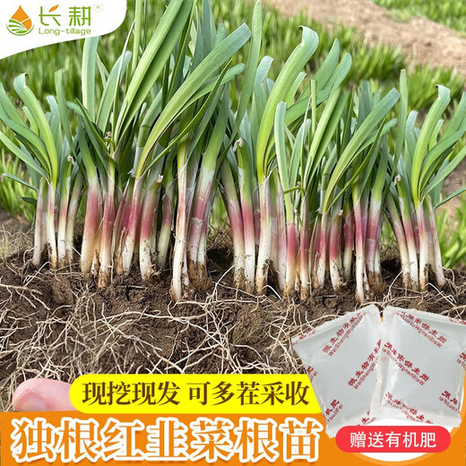 Shouguang Red Root Leek Root Seedlings Purple Root Leek Root Seeds Potted Potted Balcony Autumn Season Small Leaf Vegetable Seeds Red Leek Root 4Jin Jin is equal to 0.5kg (free 4 packs of 50g organic fertilizer)