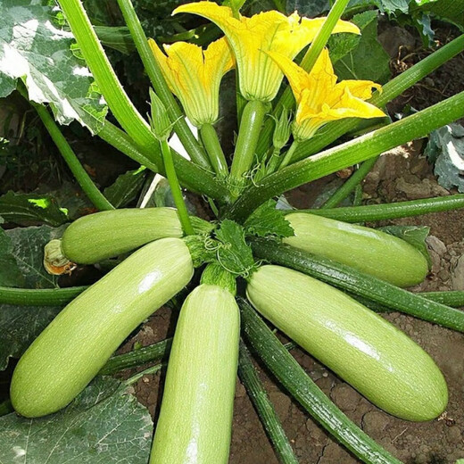 Zucchini seeds, high-yielding vegetable seeds, easy to grow in all seasons, family balcony potted vegetable seeds, cold-resistant and disease-resistant, heat-resistant and high-yielding zucchini seeds, 23 seeds or so, germination rate 95.4323%