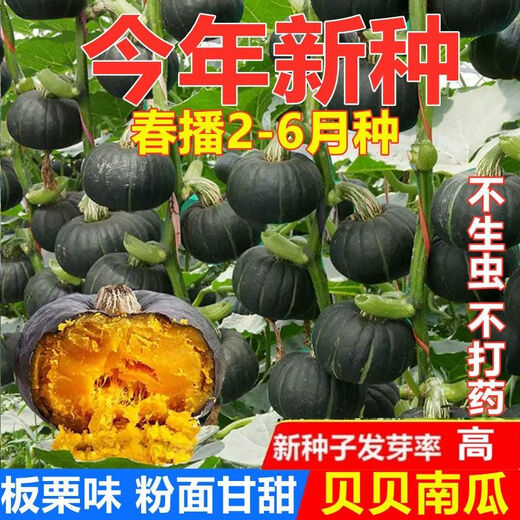 Authentic Beibei Pumpkin Seeds, Chestnut Pumpkin Seeds, Sweet, Waxy, Super Sweet, High-yielding Potted Four Seasons Vegetable Seeds, Original. Authentic Beibei Pumpkin Seeds, Chestnut Flavor, High Germination and High Quality, 2 packs of about 60 capsules.
