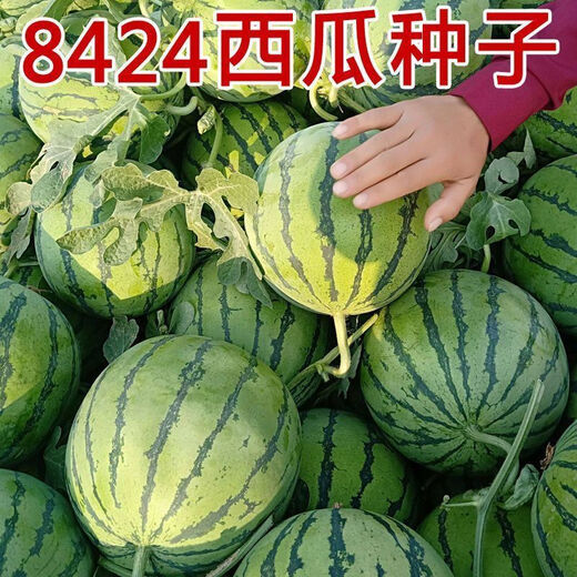 8424 Kirin Watermelon Seeds Thin-skinned Sowing Heat-resistant Southern New Variety Extra Large Super Melon 8424 Kirin Watermelon Seeds Premium Original Factory Pack of 5 Packs (About 150 Pieces) + Songpin