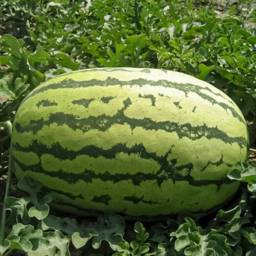 Beishu 8424 Watermelon Seeds Early-maturing Special Melon Fruit Lazy God No. 1 Lazy Man Watermelon Seeds 100g/barrel