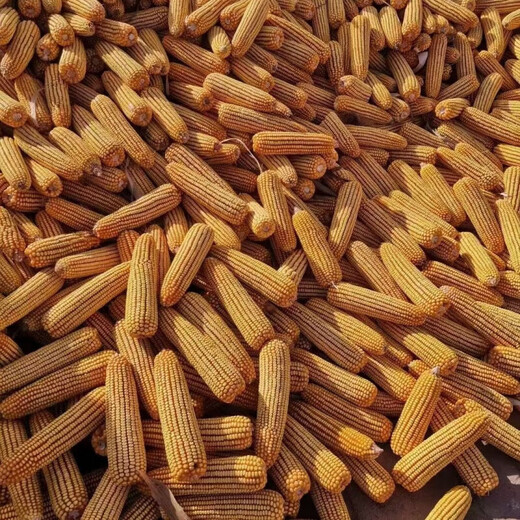 New species in stock, nationally approved Leisai 526 large-grain deep-shaft fine corn seeds, authentic drought-resistant, waterlogging-tolerant, high-yielding corn. New species in stock, nationally approved Leisai 526 5526 grains x1 bag (packaged with