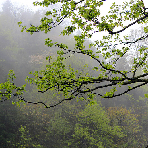 Happy Po Qingqianliu Tea 500g Zhangjiajie Special Grade Wild Young Leaf Qianliu Qingqianliu Sugar Friendly Health Tea