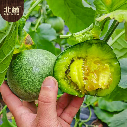 Beishu melon seed seedlings emerald thin-skinned cantaloupe seeds for all seasons, about 60 alexandrite seeds left