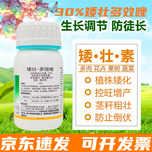 Chrysanthemum agent plant Chrysanthemum chrysanthemum general flowers and trees narcissus flower succulent paclobutrazol chrysanthemum multi-effect 40ml