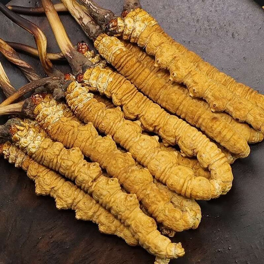 Naqu straight hair authentic wild Tibet high-altitude Cordyceps sinensis selection dry hay dry grass head season dry goods 4 roots/g Wild Cordyceps sinensis 10g pack