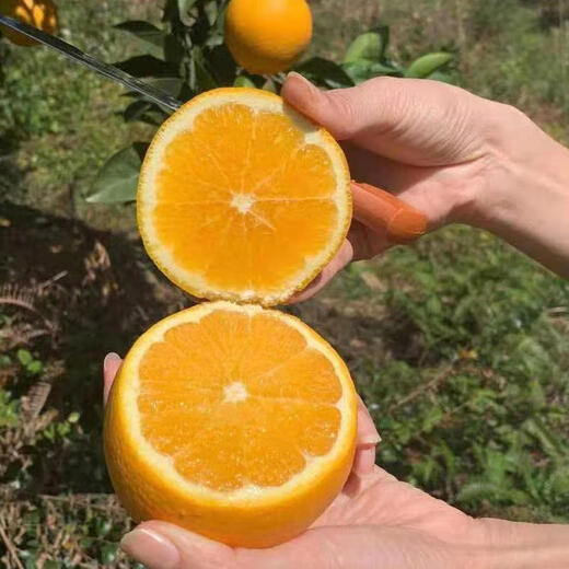 Fun Taste Sunshine Style Jiangxi Gannan Navel Orange 75-80mm Medium Large Fruit 5Jin Jin equals 0.5kg No. 1 Member Store Straight from the Source