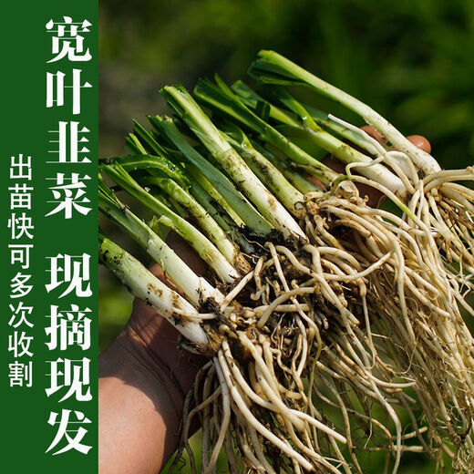 Guizhou native specialty, authentic stone leek, large broad-leaf leek, Guanyin, giant leek, wild broad-leaf potted leek root, 15 medium seedlings, dug with mud, no pots, guaranteed to arrive fresh