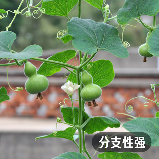 Fengming Yashi miniature gourd seeds Wenwan gourd seeds balcony courtyard four-season planting hand-twisted small gourd seeds 10 capsules