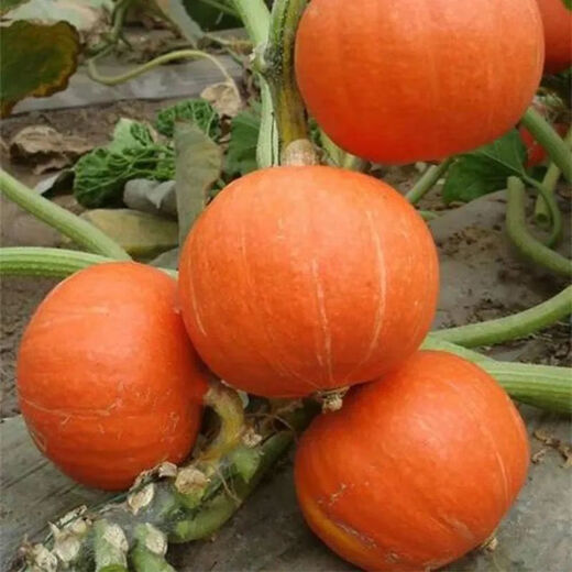 Beibei Pumpkin Seedlings Green Chestnut Small Pumpkin Seeds Sweet Melon Seeds Spring Sowing Seasonal Vegetables Pink Glutinous Red Beibei Pumpkin Seeds 50 capsules