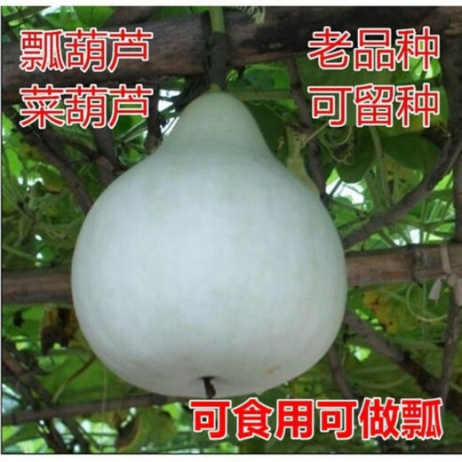 Edible gourd seeds, extra large gourd seeds, gourd seeds that can be used as water gourds, edible gourd seeds, original pack, about 20 capsules, ++ product