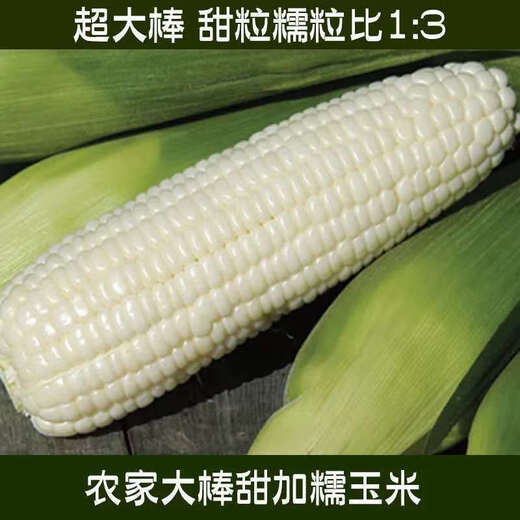 New species in stock Wannuo 188 sweet waxy corn seeds high-yield big sticks for sowing in all seasons. New species Wannuo 188 original 4 Jin Jin equal to 0.5 kg, about 5000 grains