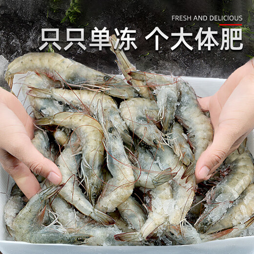 North Bay Shrimp Qingdao Prawn Fresh Frozen Basic Shrimp Shrimp Seafood Water Produced Fresh White Shrimp Green Prawn Sea Shrimp Prawn Salt Frozen Prawn 3.3Jin Jin equal to 0.5kg (net weight) 15-17cm Single frozen without ice coating