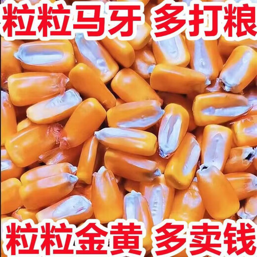 Spot new species Dongdan 509 double national-approved twin short-stem extra-large cob high-yielding corn seed purple stem purple root lodging resistance Big Mac Dongdan 509 five acres of land red axis long grain lodging resistance drought and pest resistance high temperature