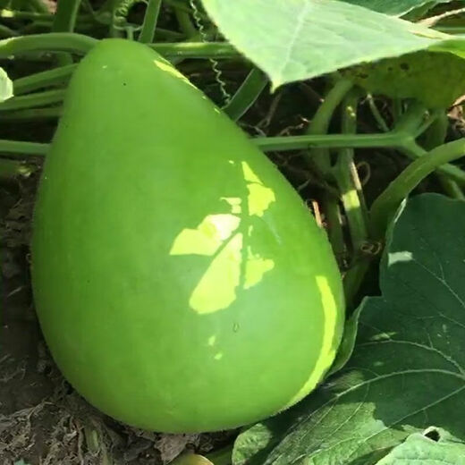 Edible gourd seeds, extra large gourd seeds, gourd seeds that can be used as water gourds, edible gourd seeds, original pack, about 20 capsules, ++ product