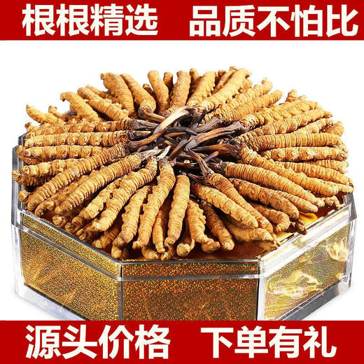 Beijing tongrentang misma calidad 2024 Cordyceps de primer año sinensis 10 cajas de regalo para cordyceps rotos productos secos enteros sf express seleccionados 20 gramos de grandes cordyceps rotos [prima para el vino]
