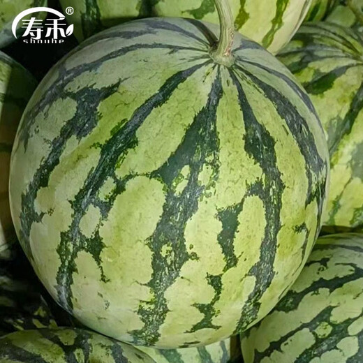 Shouhe crunchy 8424 watermelon seeds, early-ripened, thin-skinned, summer and autumn seeds, 40 pieces x 2 packs