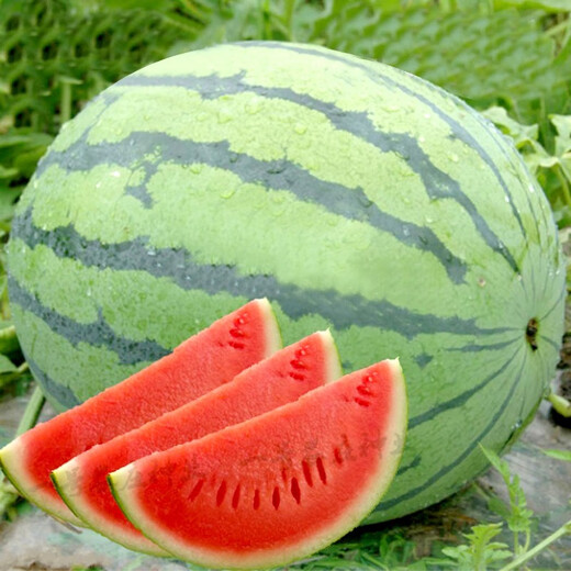 Dayu Lazy Man Watermelon Seed Seedlings Extra Large Suitable for Early Maturing Lazy Man in the South 8424 Kirin Melon Meidu Seedless Fruits and Vegetables Zaojia 8424 Watermelon Seeds 50g/barrel