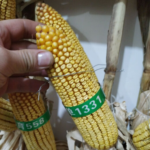 Пять стран рассмотрели семена кукурузы Dongya Seed Industry Dongdan 1331/5500 для весеннего и летнего посева с короткими стеблями, устойчивостью к полеганию и устойчивостью к ржавчине. Пять стран проверили семеноводство Восточной Азии Dongdan 1331. Один мешок на 5500 зерен x Национальный обзор высокой урожайности.