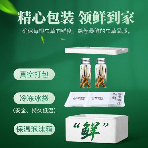 色季拉【新鲜虫草】色季拉 新鲜冬虫夏草 头茬新鲜虫草 高洁净健康滋补 0.8克/根 20根