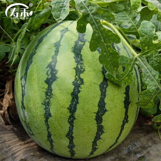 Shouhe crunchy 8424 watermelon seeds, early-ripened, thin-skinned, summer and autumn seeds, 40 pieces x 2 packs