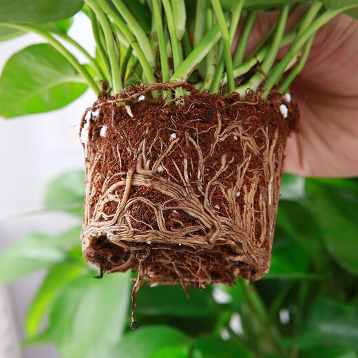 Green Intentional Pothos Potted Plants Formaldehyde Removal Indoor Flower Plants Pothos Wholesale Office New House Decoration Purifies the Air 180 White Roman Column Pothos 4 Pots + 1 Pot + 10 Fertilizer Delivered with Pots and Soil