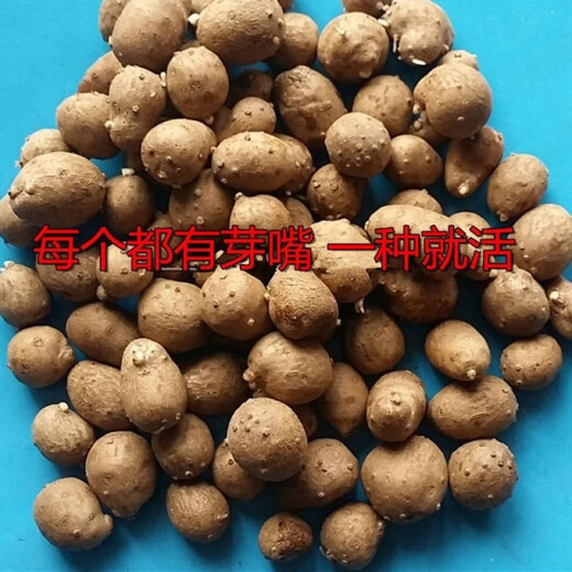 Authentic Iron Bar Yam Bean Seed Farmer Huaiyam Seedlings Yam Mouth Germinated Yam Bean Nursery Potted Plant Germination Grain (100) Authentic Iron Bar Yam Bean