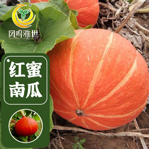 Fengming Yashi Sweet Powder Waxy Red Chestnut Pumpkin Seeds Red Sun Beibei Pumpkin Seeds Red Honey Pumpkin Seeds 20 capsules