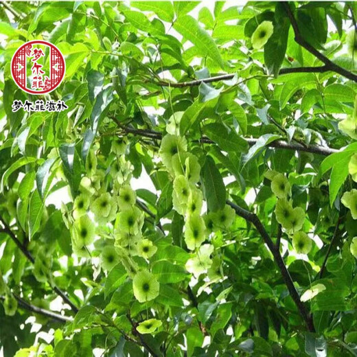 伊梵麦青钱柳江西修水青钱柳茶原叶古树清金钱柳茶嫩叶养生茶 1000克(共4袋)