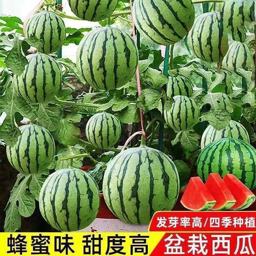 Super Sweet Honey Small Watermelon Seeds Ruby Seedless Small Watermelons for Four Seasons Planting in Balcony Courtyard Potted Fruit Seeds Honey Potted Small Watermelon Seeds (Eatable in 30 Days) High-yielding Improved Seeds 1 Pack of Approximately 40 New Seeds