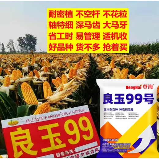 New species in stock original Liangyu 99 corn seeds disease-resistant and temperature-resistant Shandong Denghai Liangyu 99 hardcore corn big cob New species Denghai Liangyu 99 3.8 Jin Jin is equal to 0.5 kg or so x5 bags