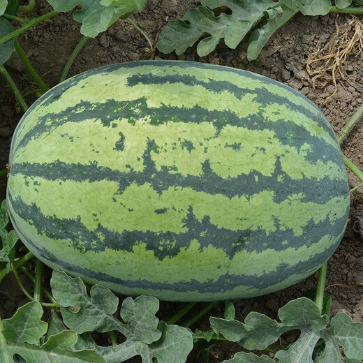 Zhongke Maohua Hybrid Watermelon Seeds Little Seed Giant Dragon Lazy Man Cultivated Watermelon Seeds Fruit and Vegetable Seeds Large Fruit Big Red Flesh No Pruning No Crossing Flower Skin Red Flesh Little Seed Giant Dragon 100g/box