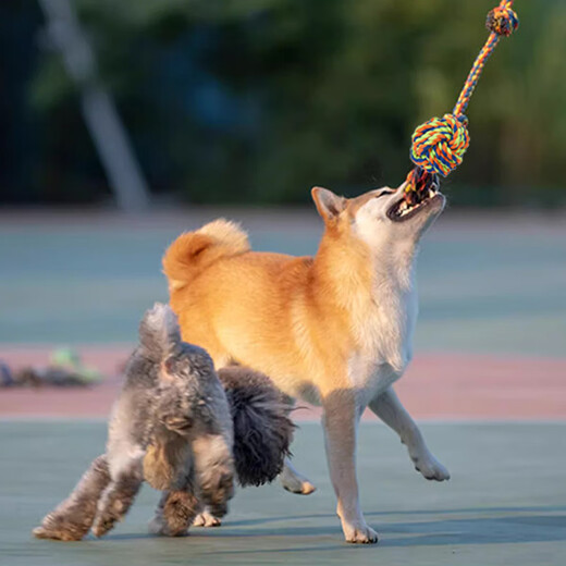 Gasgoo dog toy puppy rope bite-resistant molar rope ball puppy Teddy Border Collie Golden Retriever interactive tug-of-war 5-piece set