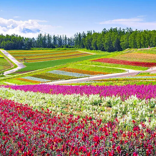 South Korea Travel | Ningbo, Hangzhou, Shanghai, Beijing, Fuzhou, Jiangxi Departure including round-trip air tickets | 4 days and 3 nights in Jeju Island, South Korea, quality group tour for family, parent-child and couple | Single package 4 days and 3 nights single package from Beijing