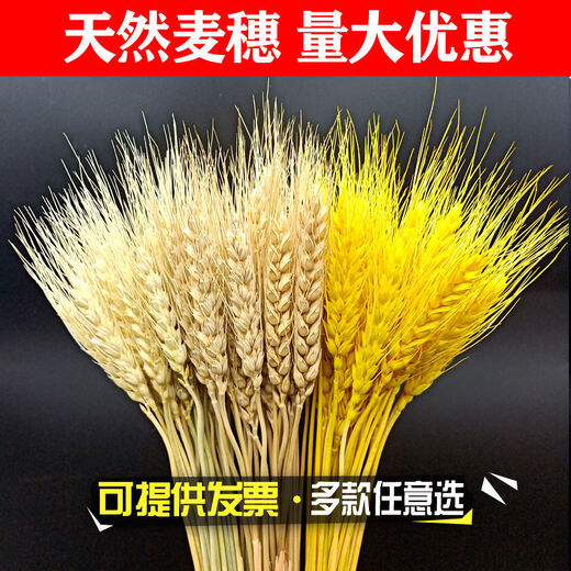 AIMAN natural wheat ears dried flower bouquet for new store opening barley gift living room pastoral decoration photography props lavender bouquet